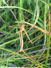 Apterobittacus apterus