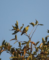 Treron phoenicopterus