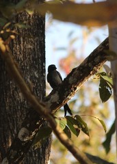 Dicrurus leucophaeus