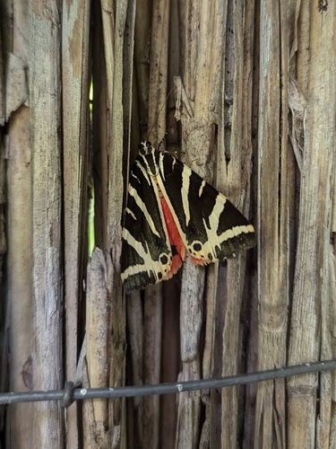 Jersey Tiger