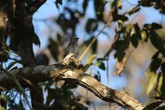 Dicrurus leucophaeus