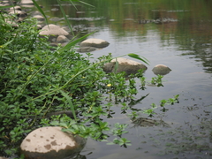 Ludwigia taiwanensis