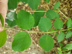 Symphoricarpos