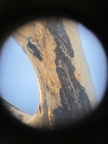 Hairy Woodpecker