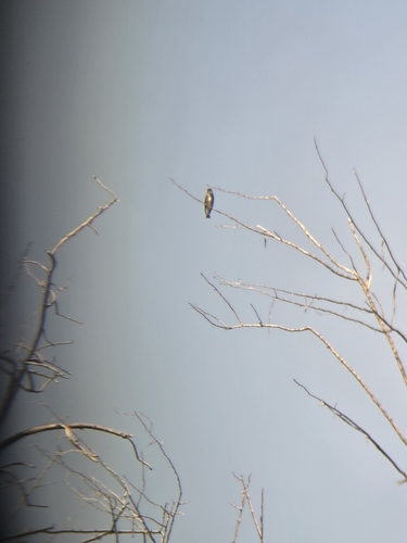 Olive-sided Flycatcher