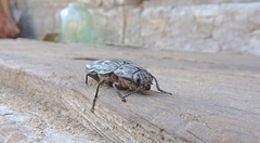 Chalcophora mariana