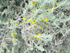 Enchylaena tomentosa, photograph (c) smathichong, some rights reserved (CC BY)
