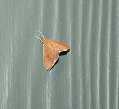 Hyalobathra