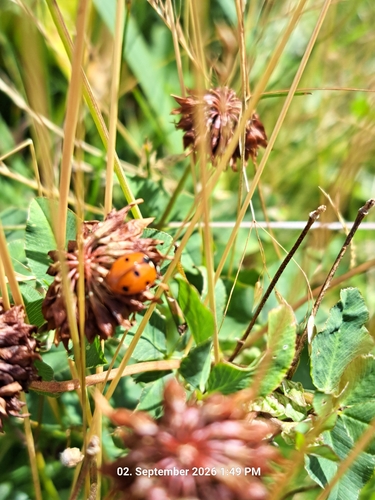 Seven-spotted Lady Beetle