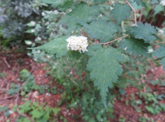 Neillia incisa