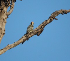 Leiopicus mahrattensis