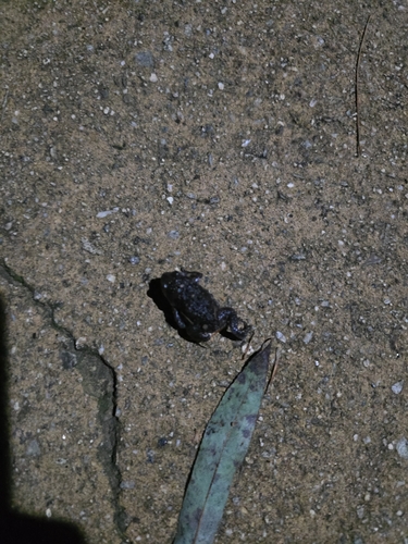 Boreal Digging Frog
