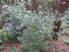 Neillia incisa