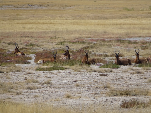 Red Hartebeest