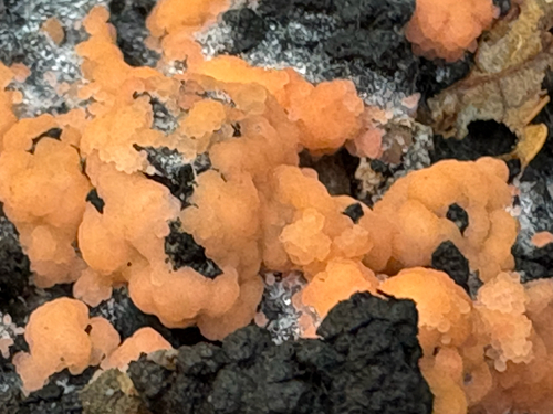 Pyronema omphalodes, 2026-08-26