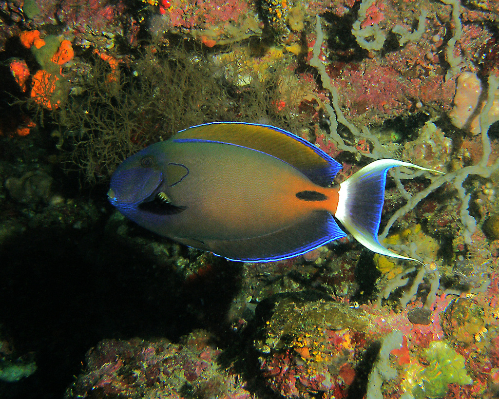 Fowler's surgeonfish (Acanthurus fowleri) — Acanthuridae