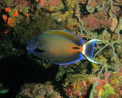 Acanthurus fowleri