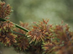 Cyperus imbricatus