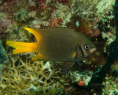 Neoglyphidodon nigroris