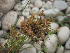 Cyperus imbricatus
