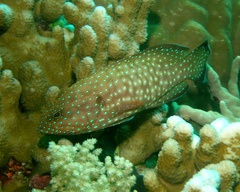 Cephalopholis cyanostigma
