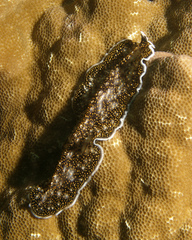 Acanthozoon