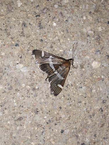 Hawaiian Beet Webworm Moth