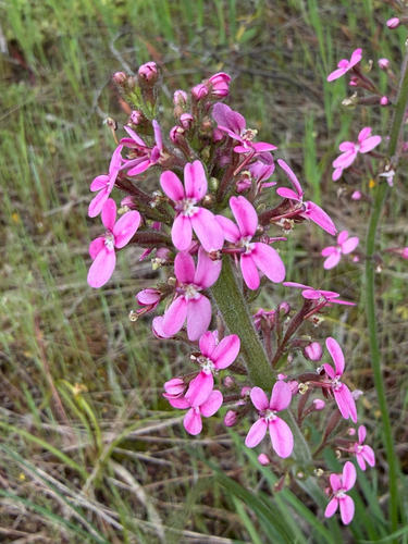 Stylidium elongatum (Stylidium elongatum)