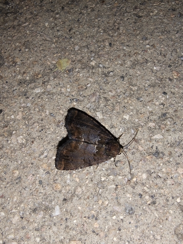 Pyrrhidivalva sordida