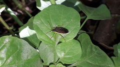 Tynacantha marginata