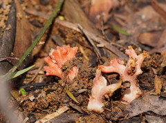Ramaria botrytoides