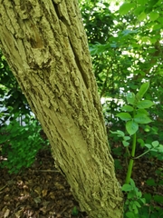 Sambucus nigra