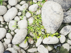 Potamogeton malaianus