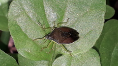 Tynacantha marginata
