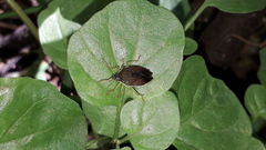Tynacantha marginata