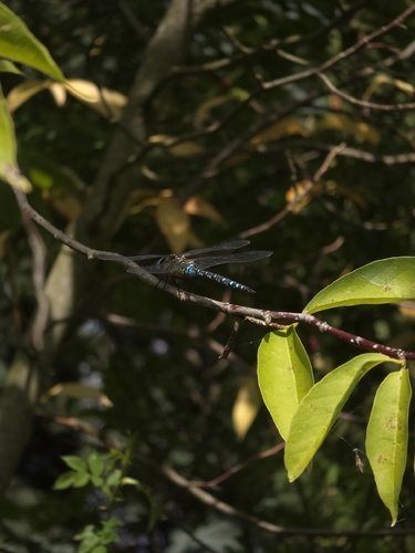 Migrant Hawker