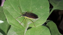 Tynacantha marginata
