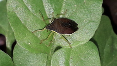 Tynacantha marginata