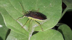 Tynacantha marginata