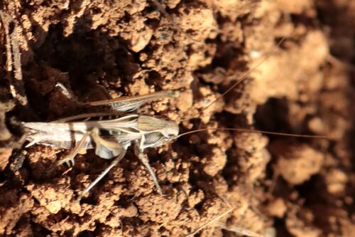 Brown-spotted Bush-cricket