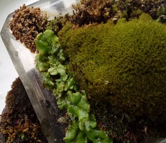 Marchantia polymorpha ruderalis
