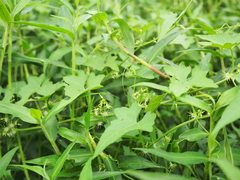 Actinostemma tenerum