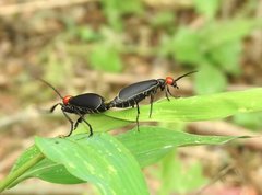 Epicauta mannerheimi