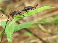 Epicauta mannerheimi