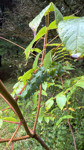 Cecropia Moth, photographed at Kingfisher Hollow