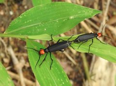 Epicauta mannerheimi