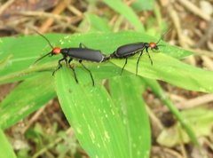 Epicauta mannerheimi