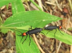 Epicauta mannerheimi