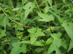 Actinostemma tenerum