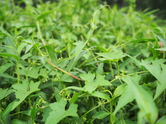 Actinostemma tenerum